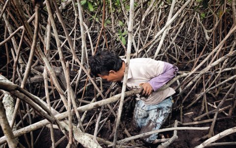 Ecuador ha perdido más del 50 % de sus manglares.