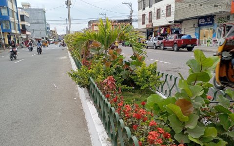 Se crean pequeñas islas con la siembra de palmeras y se están rescatando parques