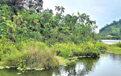 La Laguna de Cube, un humedal ubicado en el cantón Quinindé (Esmeraldas)