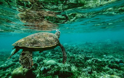 Otro de los proyectos es el ‘Más microplásticos que estrellas en la galaxia’, que revisa los ecosistemas marinos del mundo