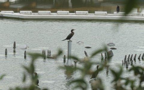 Aves. Por el ruido, iluminación y velocidades de la ciudad, cientos de aves mueren anualmente durante su proceso migratorio.