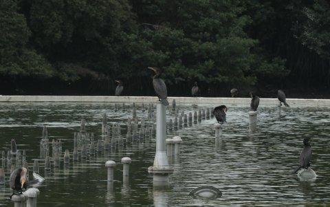 Entre el gris y el verde; así es el panorama natural de Guayaquil.