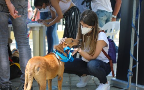 Amor a primera vista. Así los dueños se encuentran con sus nuevos compañeros