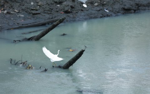 Hay aves y otras especies que tienen como hábitat natural al estero Salado.