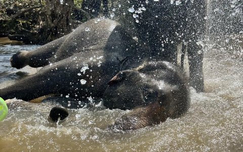 Un elefante siendo bañado por turistas en Chiang Mai.