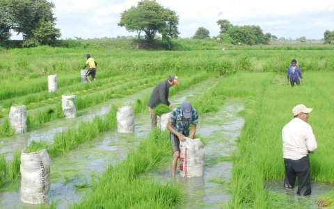 Labor. Un grupo de agricultores en el cultivo de arroz.