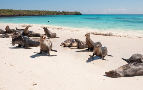 Referencial. Galápagos se encuentra en el segundo destino más destacado para este 2025, según NYT