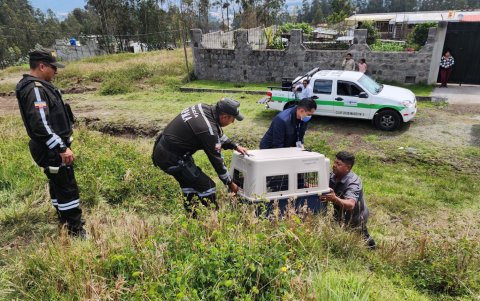 El perro pitbull fue retirado por funcionarios de Bienestar Animal y policías en noviembre.
