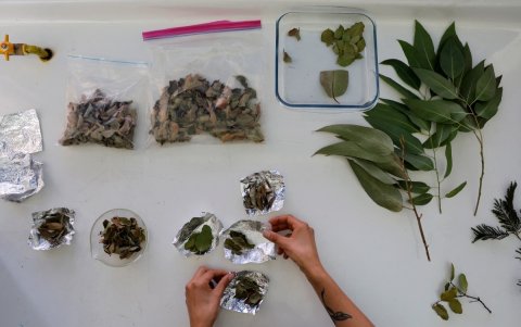 La asistente de investigación Lorena Espinoza selecciona hojas de árboles del Jardín Botánico de Viña del Mar para estudiar su proceso de combustión, en Valparaíso.