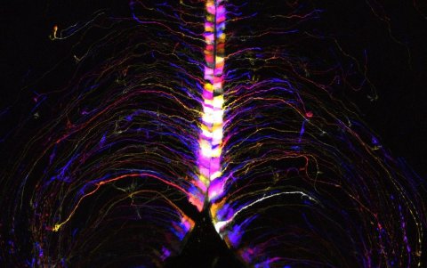 En la imágen, células cerebrales, llamadas tanicitos, iluminadas y codificadas por colores según su profundidad en el hipotálamo cerebral de un ratón.