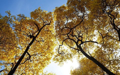 Naturaleza. Con la llegada de las primeras lluvias de la temporada se da el florecimiento, que puede llegar en enero, marzo u otro mes.