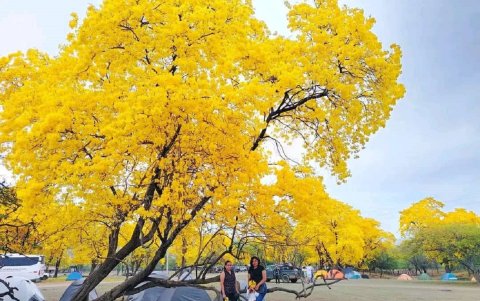 El florecimiento se da una vez al año, pero la fecha no es fija, se da con las primeras lluvias de temporada.