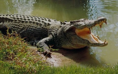 En la parroquia Cazaderos hay fauna y flora de todo tipo. En el sitio hay recorridos para ver incluso la laguna de los caimanes y cocodrilos, una de las más concurridas.