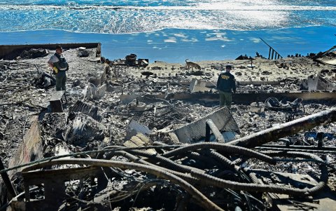 Un perro detector de cadáveres, del Sheriff del Condado de Los Ángeles, huele entre los escombros de las propiedades frente a la playa destruidas por el incendio Palisades.