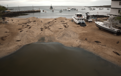 Lobos marinos ocupan arena de playa.