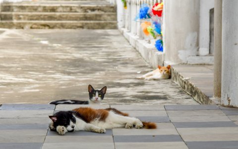 Los felinos son vigilantes espirituales.