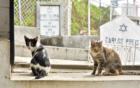 Pueden equilibrar la energía de un lugar.