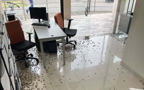 La época lluviosa trae consigo la reaparición de grillos.