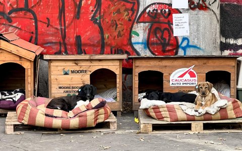 Casi todos los perros llevan en la oreja un chip de color, visible a varios pasos de distancia, que es su carta de vacuna y esterilización.