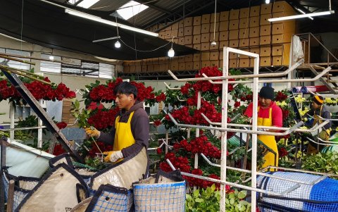 Con minuciosidad son escogidos los tallos que serán exportados a Estados Unidos, Europa y Chile.