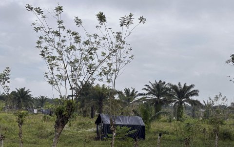 Fotografía del 13 de enero de 2025 de una invasión en una plantación de palma africana en el municipio de Toca en Colón (Honduras).
