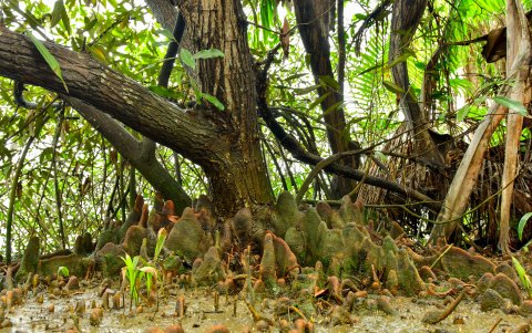 Un mangle 'exótico' que crece en la Isla Santay. Protege de inundaciones.
