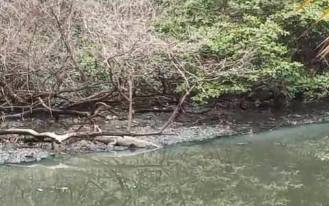 Cocodrilo en Bosques del Salad.