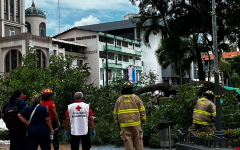 El árbol cayó sobre carpas de la Cruz Roja