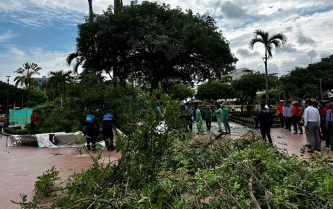 El árbol cayó sobre carpas de la Cruz Roja.