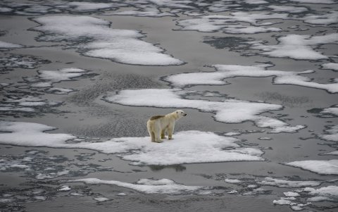 Se ve un oso polar sobre témpanos de hielo en el Canal de la Mancha en el archipiélago de Franz Josef Land el 16 de agosto de 2021.