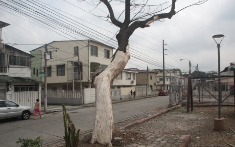 Este árbol peligra de caer encima del cableado.