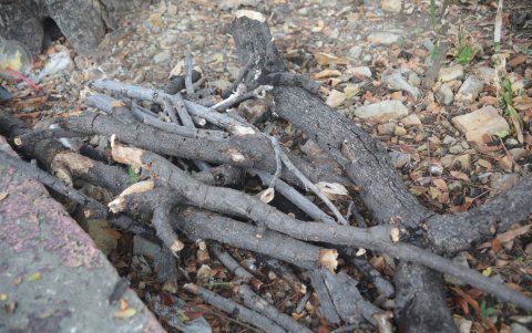 Las gruesas ramas caen por las lluvias, dañando carros parqueados.