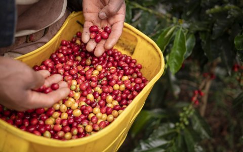 Para mitigar y prevenir la Xylella en zonas cafeteras se deberá superar el reto de el manejo técnico