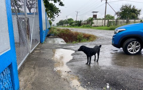 Toro a veces se sale del Polideportivo Los Samanes.