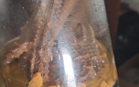 Así hallaron los caballitos de mar. Todos en frasco, pero en estado insalubre, según detalló la entidad.