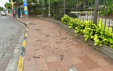 Ramas ya han caído sobre la calzada, originados de árboles en mal estado.