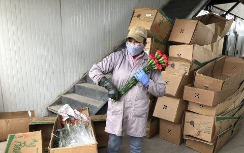 Los claveles rojos son los que mayor demanda tienen en el mercado internacional.