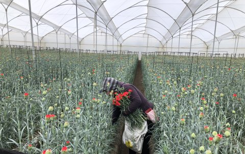 M{as de 300 hectáreas de claveles se cosechan en Cotopaxi.
