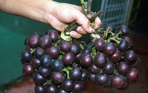Exótico. Las uvas amazónicas, otro manjar exótico que Ecuador promociona.