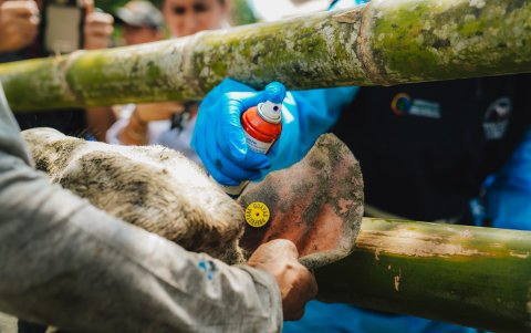 Una persona le pone un arete al ganado, para asegurar la trazabilidad.