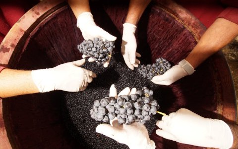 El secreto de Valduero radica en su artesanía y en el respeto por la tierra.