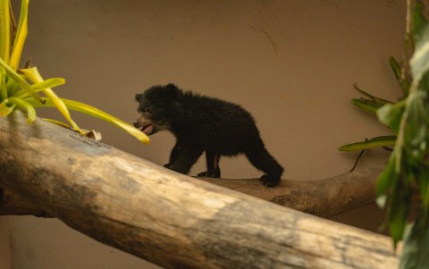 Sisa fue rescatada en agosto del 2024, ahora se encuentra bajo cuidado profesional en el QuitoZoo. Tenía pocas semanas de vida cuando fue encontrada en una casa deshabitada en Angamarca
