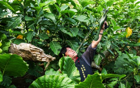 al cazador Wu Cheng-hua apuntando con su honda a una iguana en un árbol en Pingtung.