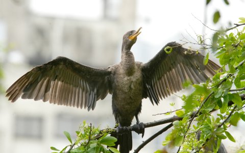 Fotografía de un 'Neotropic Cormorant' sobre una rama durante un recorrido urbano de avistamiento de aves este viernes, en Cali (Colombia).