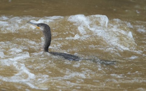 Fotografía de un ave Neotropic cormorant, durante un recorrido urbano de avistamiento de aves, este viernes en Cali (Colombia).