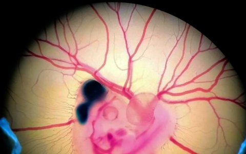 Embrión de pollo tras la manipulación experimental. Crédito: Fernando García-Moreno.