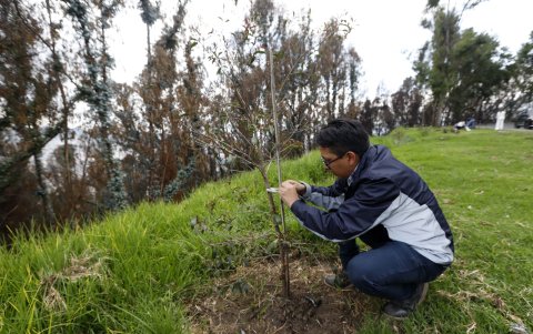 Monitoreo. Personal de la Secretaría de Ambiente realiza inspecciones para verificar el estado de las plantas.