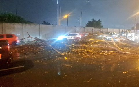 Árbol caído en el Puente de la Unidad Nacional ocasionó congestión vehicular.