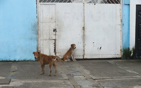 Exclusión. Decenas de canes y gatos quedan expuestos a los riesgos de la calle: a las lluvias e inundaciones, por ejemplo.