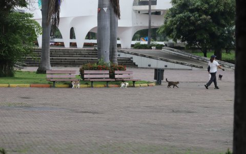 Colonia. En el Parque Forestal hay colonias de gatos que han sido esterilizadas, pero persisten los abandonos de felinos en el mismo.